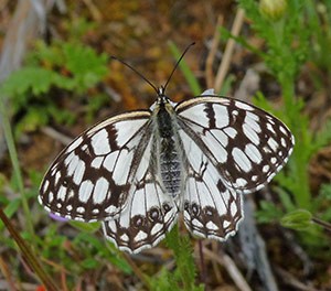 Spanish Marbled White - Melanargia ines © John Muddeman